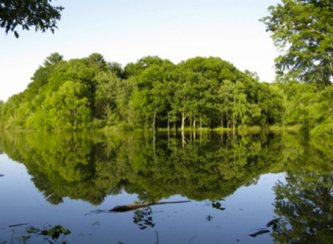 Green trees reflected in the pond in spring - Peterson preserve - Saugatuck, Michigan